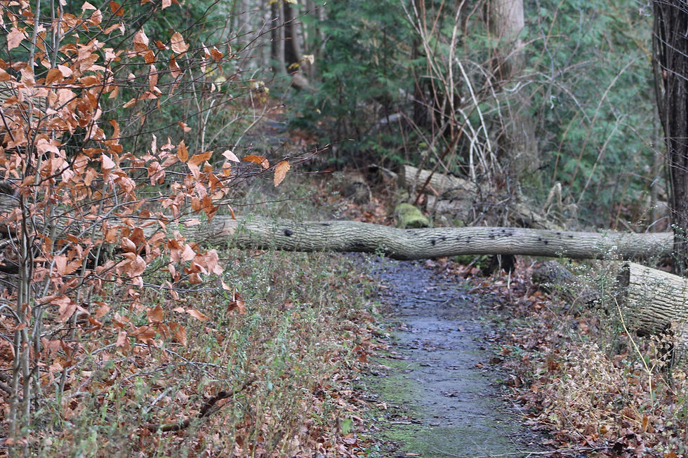 A windfall on the Bayfield Woodlands Trail.