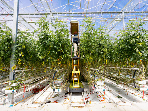 Ontario Greenhouse Vegetable Growers welcome new strategy aimed at helping farmers