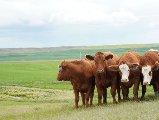 Canada implements temporary import restrictions on livestock after New World screwworm found in Texas