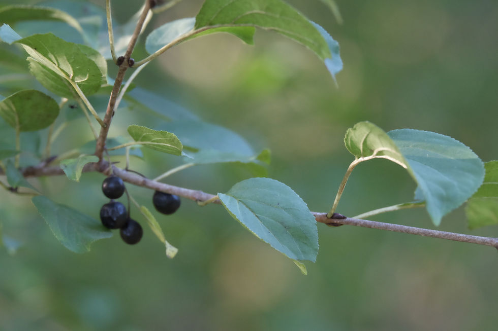 Common buckthorn is known as one of the most troublesome plants in the landscape, causing as much as $3.6 billion in damage to Ontario’s agricultural industry. Jason Ramsay-Brown photo