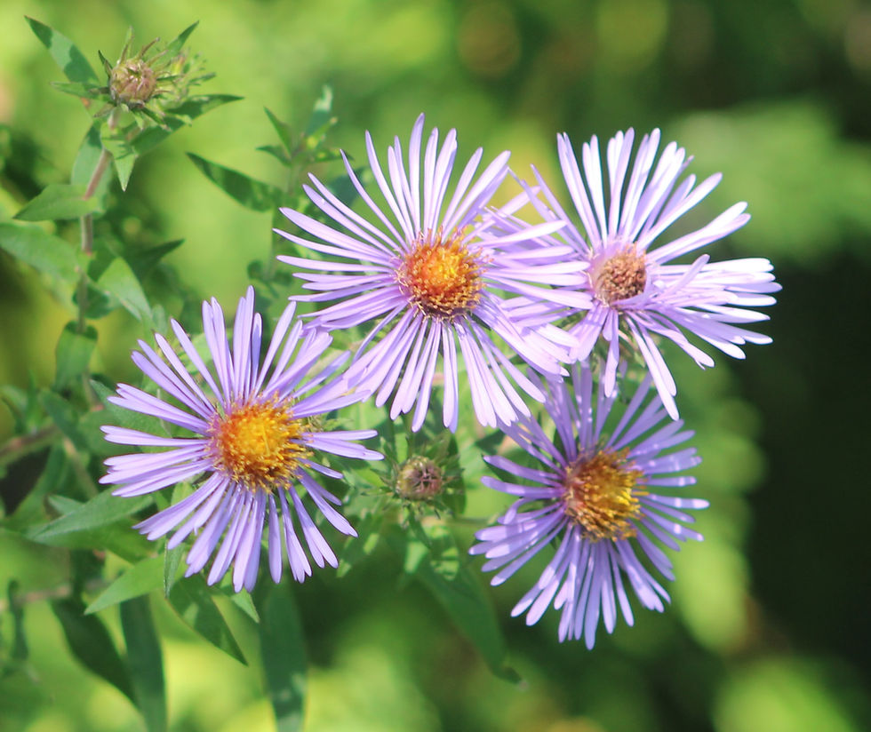 New England Asters.