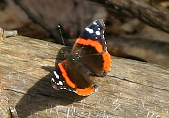 Butterfly count numbers align with 10-year average