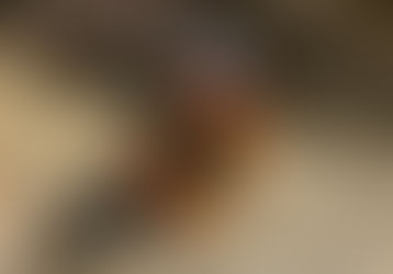 Butterfly count numbers align with 10-year average