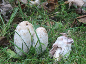 Trail Talk: The importance of respecting and protecting nature