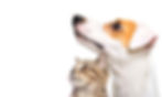 犬・猫
