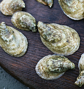 soundside oystererr.jpg