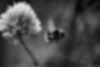 A stunning macro fine art nature photography print in black and white, capturing a fuzzy bumblebee in mid-air approaching a chive blossom