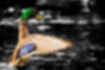 Dramatic close-up of a mallard duck spreading its wings in dark water, highlighting its green head and colourful feathers