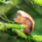 Red squirrel sitting in profile on a mossy tree branch while eating, greeting card