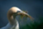 Gannet with nesting material, UK Wildlife Photography