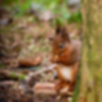 A red squirrel sitting near a tree trunk, holding and eating a small piece of food, wildlife greeting card