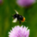 A fuzzy bumblebee captured mid-flight above a  purple chive flower, greeting card