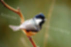 Coal tit perched on a branch, UK wildlife photography