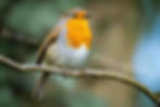 UK wildlife photography of a robin perched on a branch