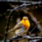 Close-up of a European robin perched on a tangled branch with its beak wide open as if singing, greeting card