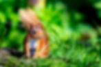 Red squirrel in green grass, UK wildlife photography