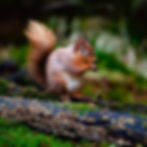 A red squirrel with a large fluffy tail perched on a fallen log covered in moss and shelf fungi, holding food in its paws, greeting card