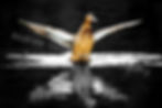 A female mallard duck stands in dark, rippling water with its wings fully extended, creating a symmetric reflection below.
