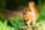 Red squirrel eating a nut, UK Wildlife Photography