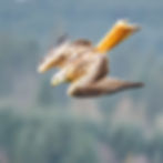 A red kite in mid-air, angled downward as if diving, showcasing its patterned brown wings and distinct reddish-orange tail, greeting card