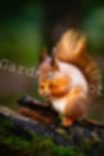 Red squirrel eating a nut, UK Wildlife Photography