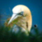 Close-up of a Northern Gannet with a blue eye holding green grass in its beak, greeting card