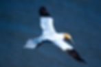 Northern Gannet soaring over water, UK Wildlife Photography