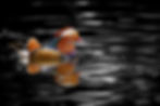 Colourful male mandarin duck swimming on dark water