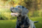 A bright outdoor pet portrait of a happy black Labrador looking up with its mouth open, taken by a professional dog photographer Burnley.
