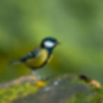 A side-profile view of a vibrant great tit with a yellow belly and black head stripe, perched on a mossy wooden surface, greeting card