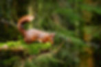 Red squirrel on a mossy branch, UK Wildlife Photography