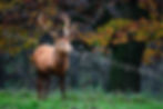 Red deer stag in a forest, UK wildlife photography
