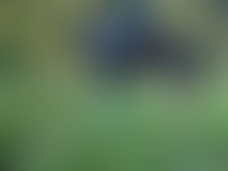 Supplementing a high-performance horse, on a budget!