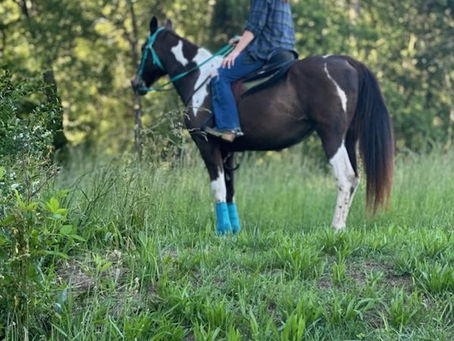 Supplementing a high-performance horse, on a budget!