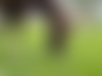 The basics to owning a horse part 1 feed/water/shelter