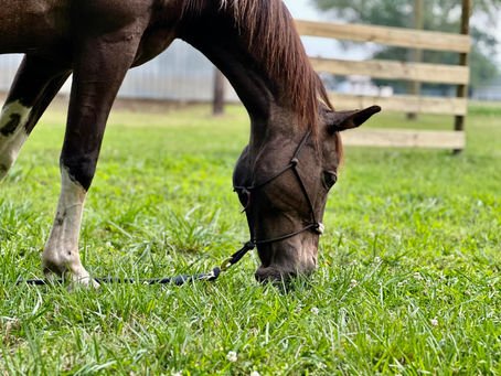 The basics to owning a horse part 1 feed/water/shelter