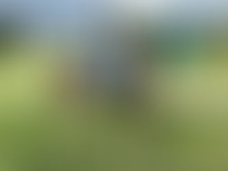 Flies, a summer nightmare!