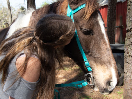 Discovering my horses thoughts