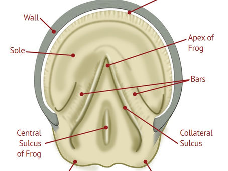 "No hoof, no horse" Everything you need to know about the equine hoof!