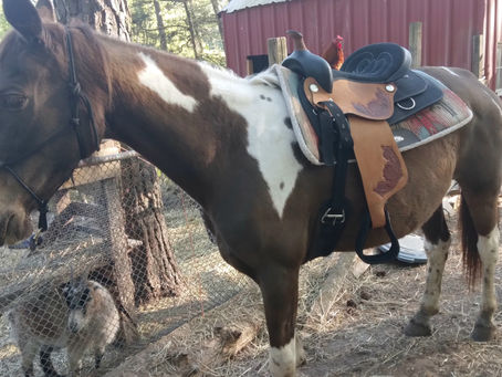 The Basics to owning a horse part 2. Proper Tack fit & type (western)