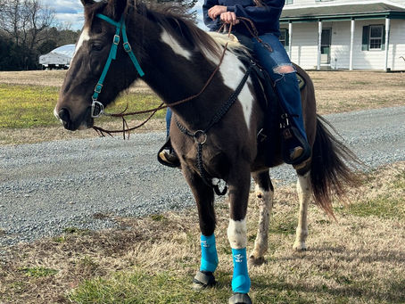 My top five favorite places to buy tack! (as a broke teen)