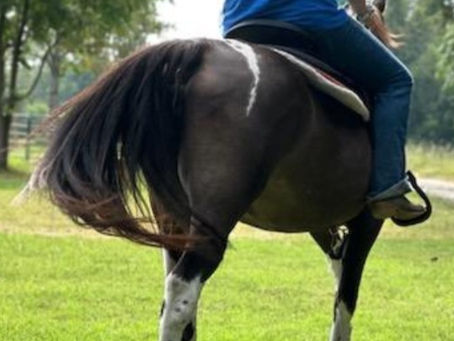 How to keep your horse cool in summer!