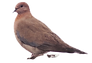 mourning dove, bird photography, peaceful bird image, solitary bird on white, nature bird close-up