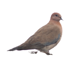 mourning dove, bird photography, peaceful bird image, solitary bird on white, nature bird close-up