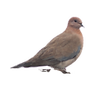 mourning dove, bird photography, peaceful bird image, solitary bird on white, nature bird close-up