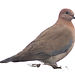 mourning dove, bird photography, peaceful bird image, solitary bird on white, nature bird close-up