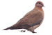 Li'l Bruised Bird offers trauma-informed wellness and coaching services rooted in personal healing. Specializing in Brainspot