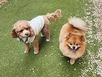 Ruby and Hugo 20260218_104207_edited.jpg