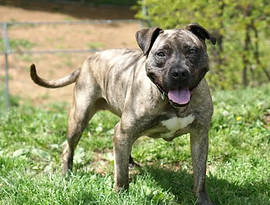 Photo of a pit bull standing in the grass with its mouth open