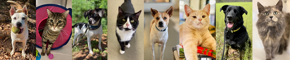Collage of photos of various dogs and cats
